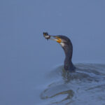 Grand Cormoran en pêche matinale